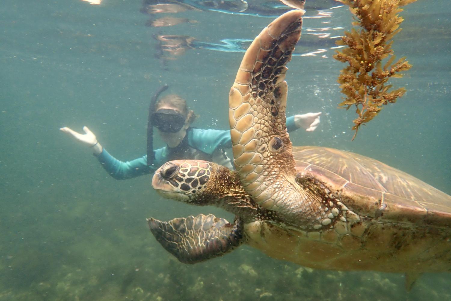 一名<a href='http://0yd.acephotovideo.net'>博彩网址大全</a>学生在Galápagos群岛游学途中与一只巨龟游泳.